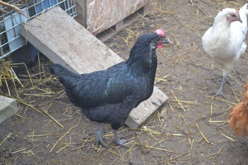  - Pui din Minorca si Isa Brown