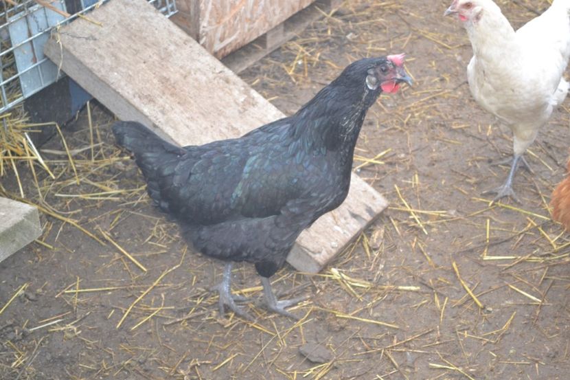  - Pui din Minorca si Isa Brown