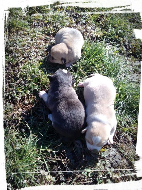  - AAAAAAAAA__DIVA_OSMI URMASUL LUI OSMAN IN MEMORIAM