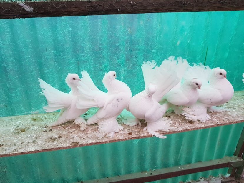 Perechi2017.Dnu.NICU Loc.Podari.Jud Dolj - 8___-PERSOANE CU CARE AM COLABORAT- VANZARI