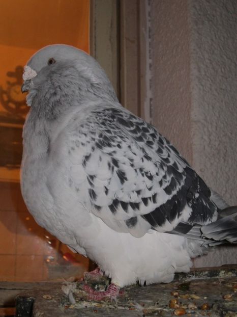  - CRISTIANO fara egal