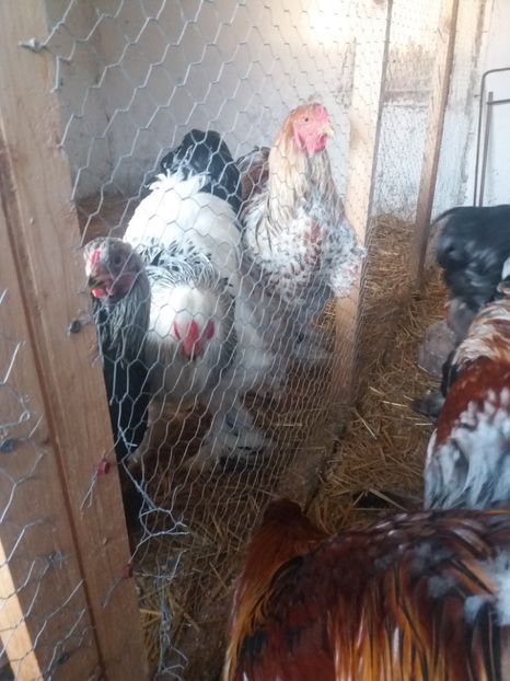  - brahma rottgesatelt