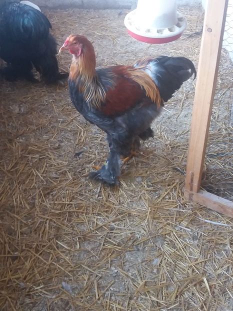  - brahma potarnichiu pe negru