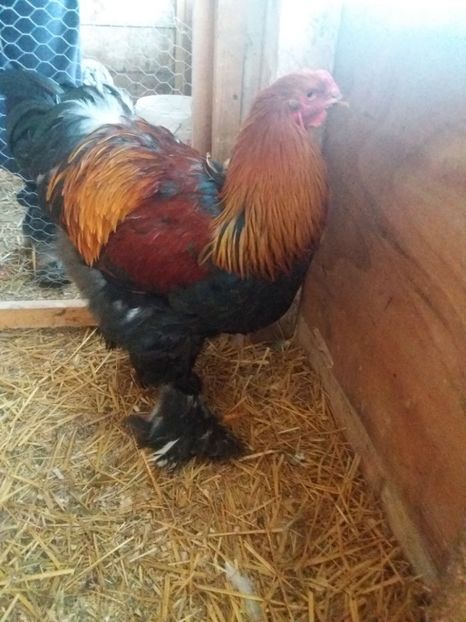  - brahma potarnichiu pe negru