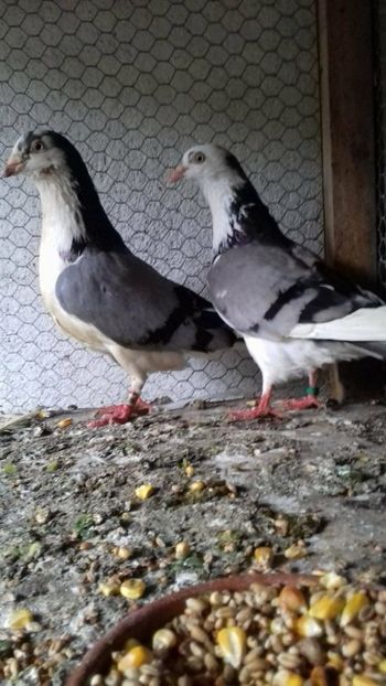 Judecatorul >Soluția - Gălățeni