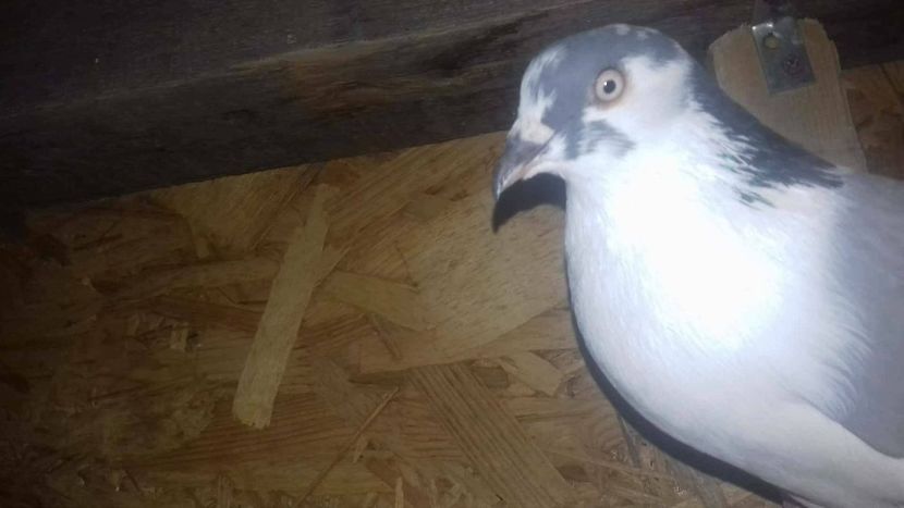 Vulturul - Gălățeni