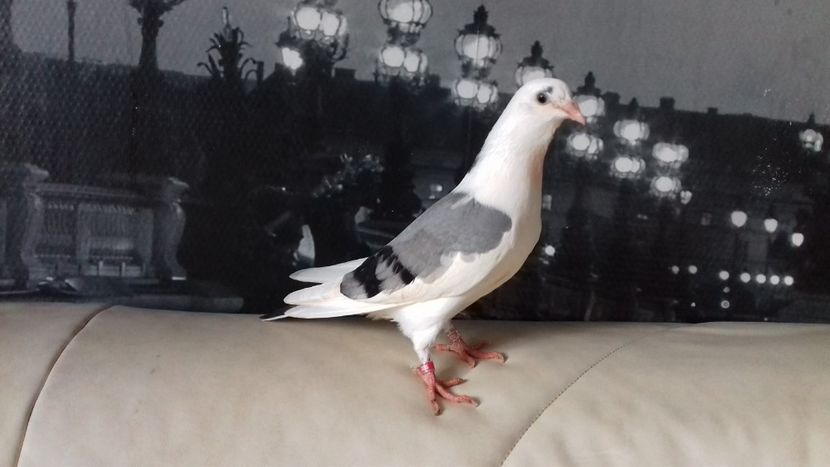 Brigitte - Gălățeni