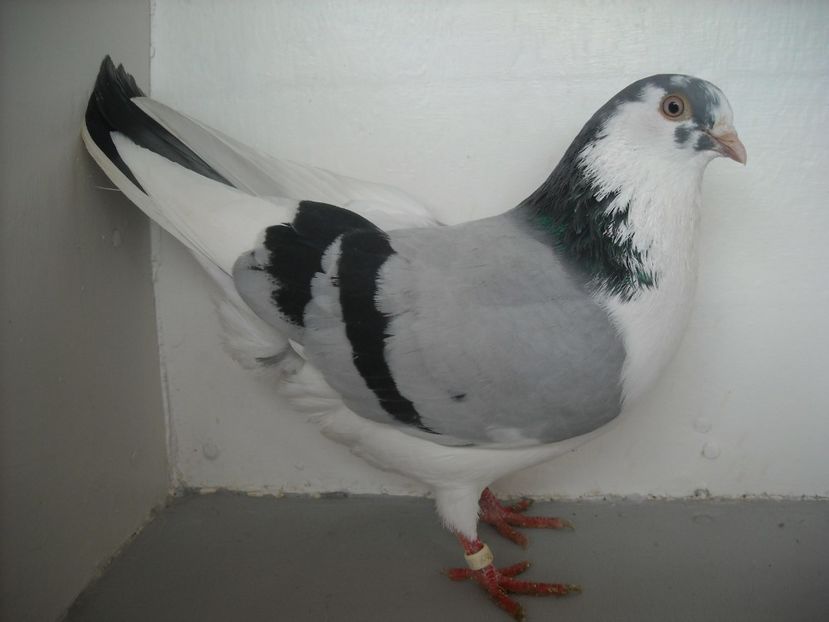  - PORUMBEI CARE MI AU APARTINUT