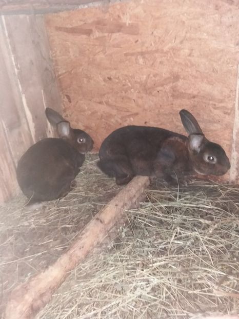 mascul 1 si femela - 0 a De vanzare rex castor