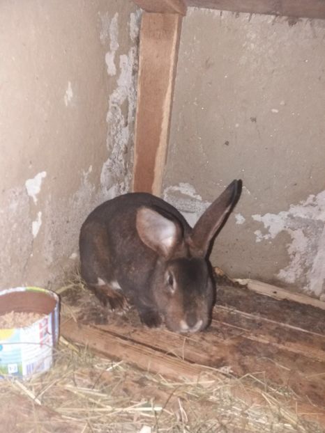 mascul 2 - 0 a De vanzare rex castor