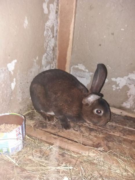 mascul - 0 a De vanzare rex castor