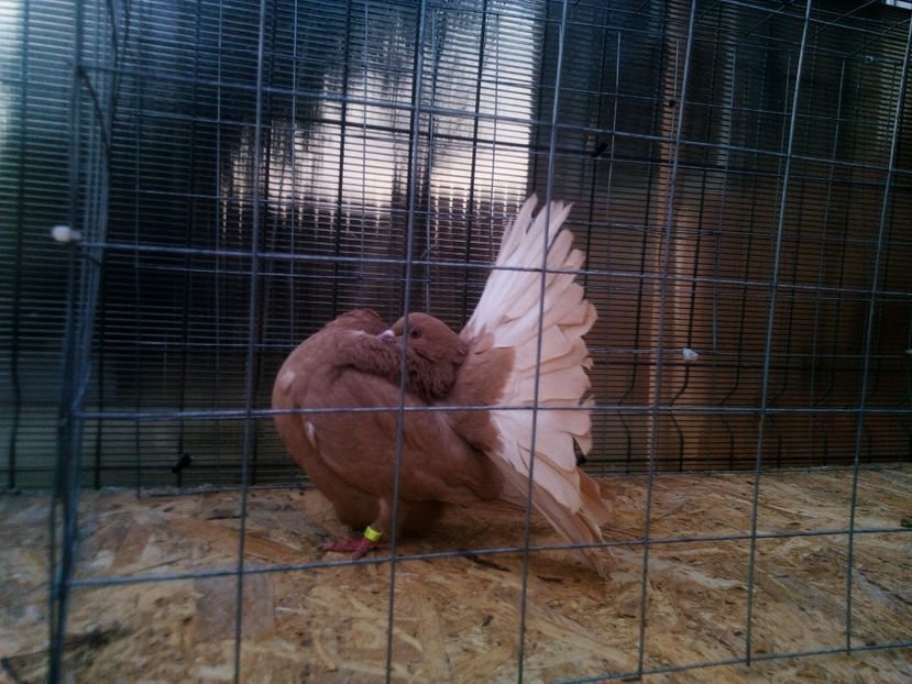 F - Pui voltati 2017