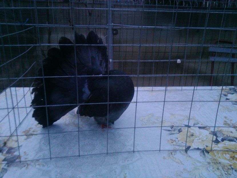 F - Pui voltati 2017