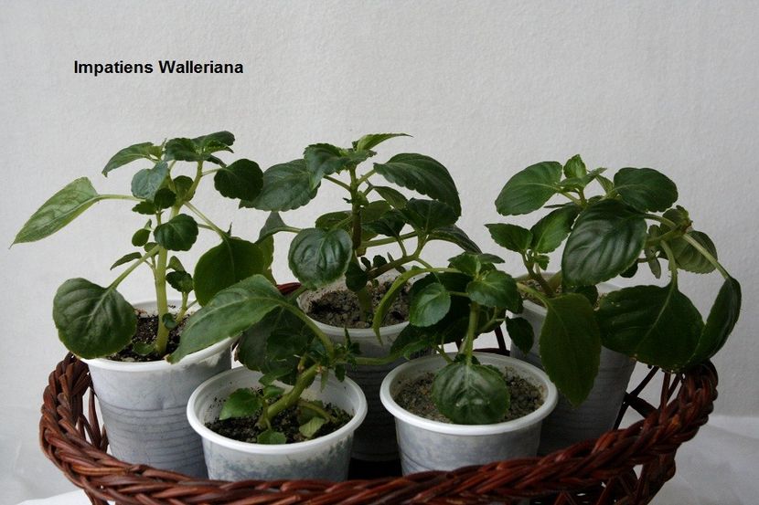 03.01.18 - 05 Impatiens- revigorare toamna