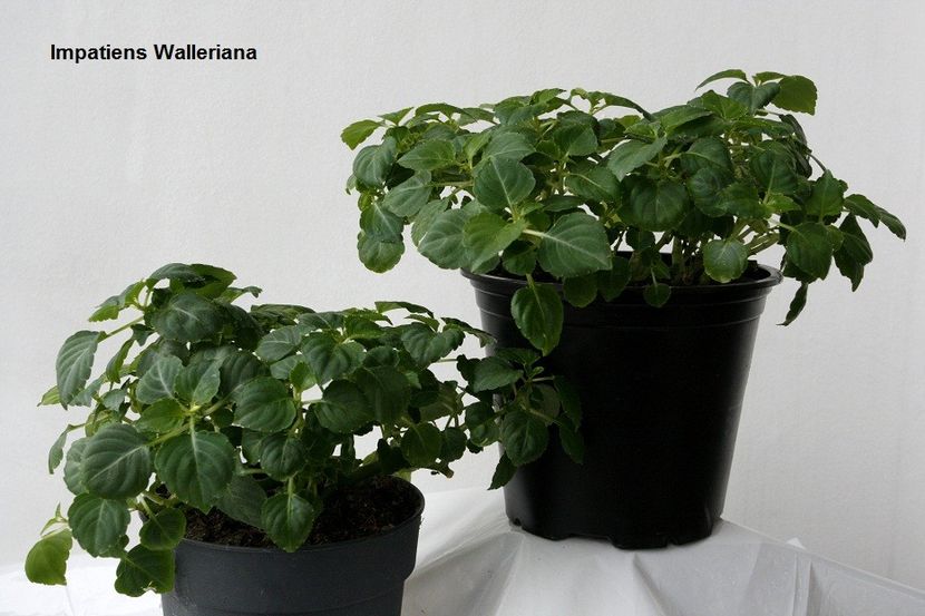 03.01.18 - 05 Impatiens- revigorare toamna