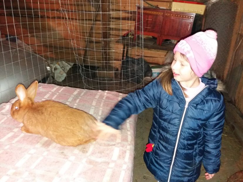  - 04-UJ-ZELANDI VOROS - NEOZEELANDEZ ROSU