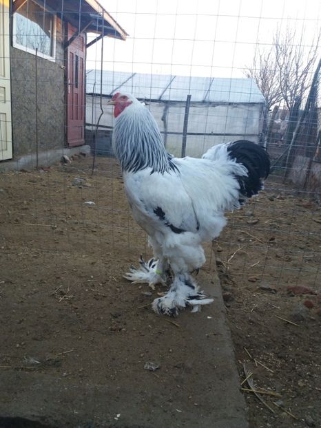  - COCOŞ PENTRU MATCĂ 2018