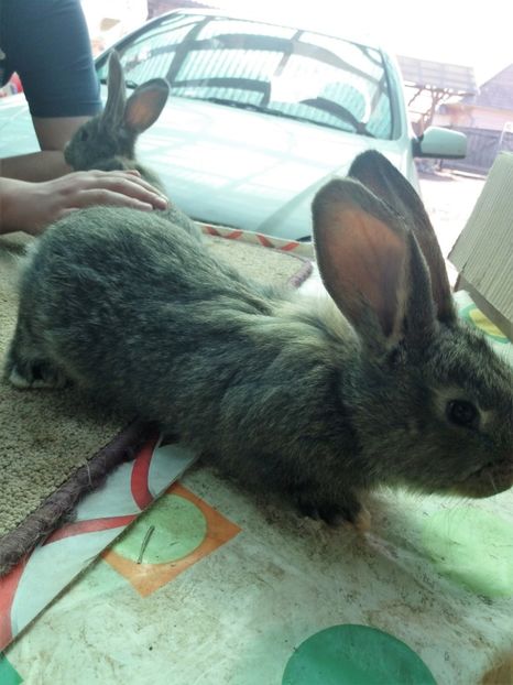 20170305_133228 (2) - anya 01- femela 01