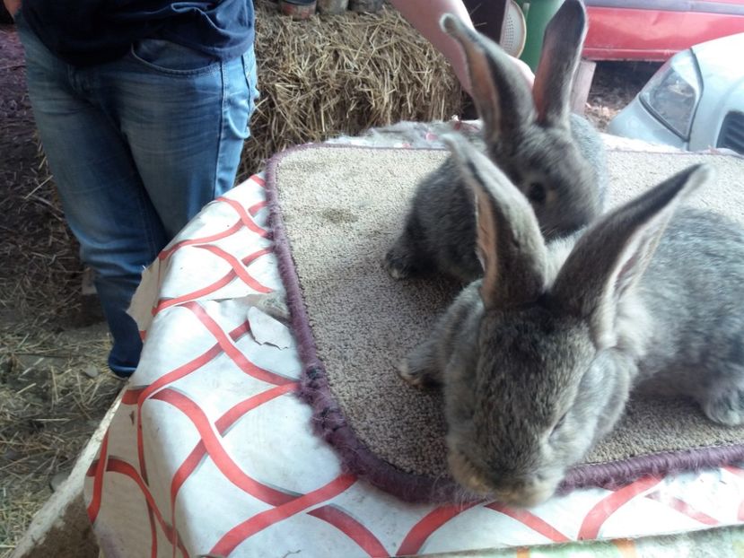 20170305_133244 (2) - anya 01- femela 01