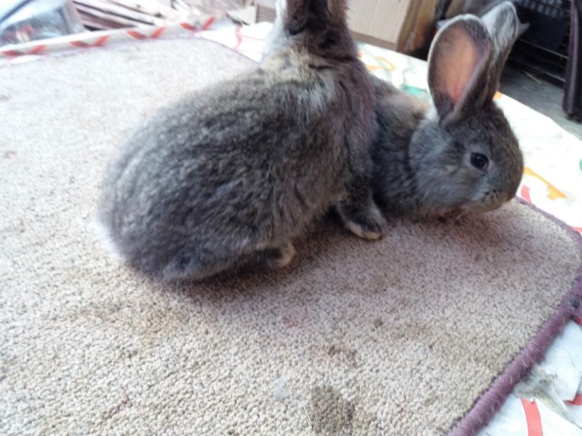  - anya 01- femela 01