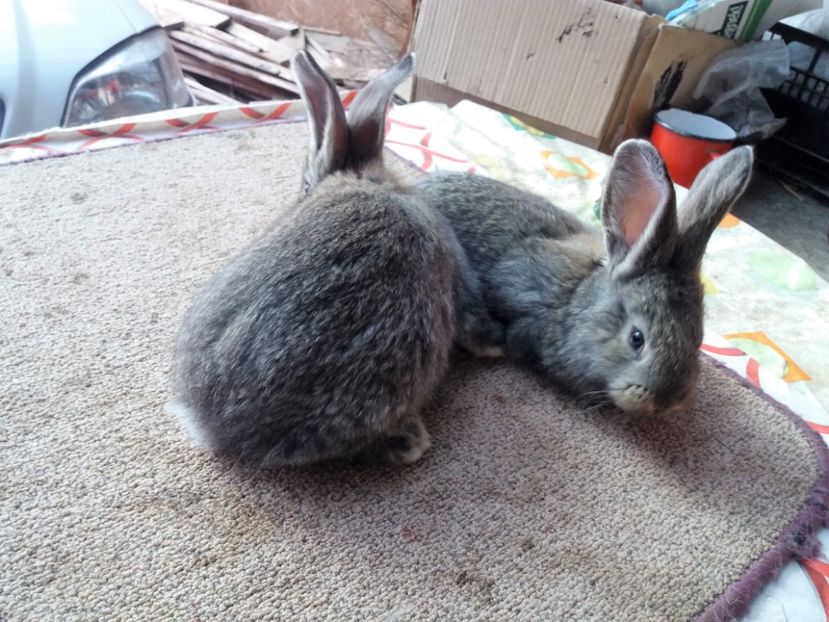  - anya 01- femela 01