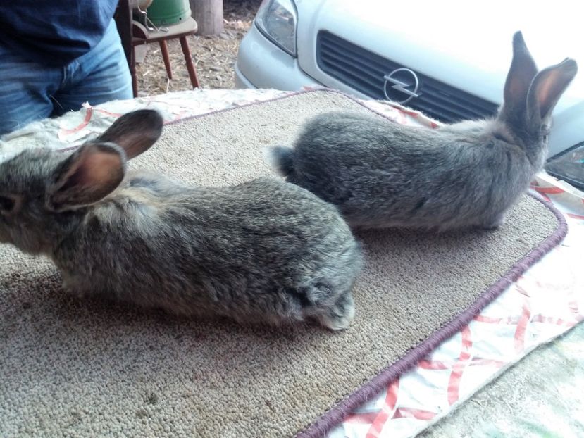 20170305_133255 (2) - anya 01- femela 01