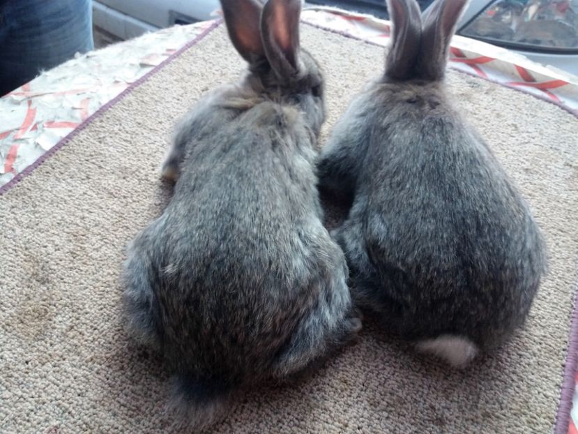  - anya 01- femela 01