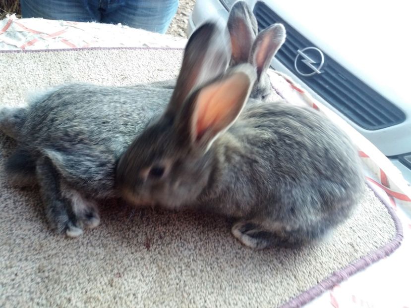 20170305_133333 (2) - anya 01- femela 01