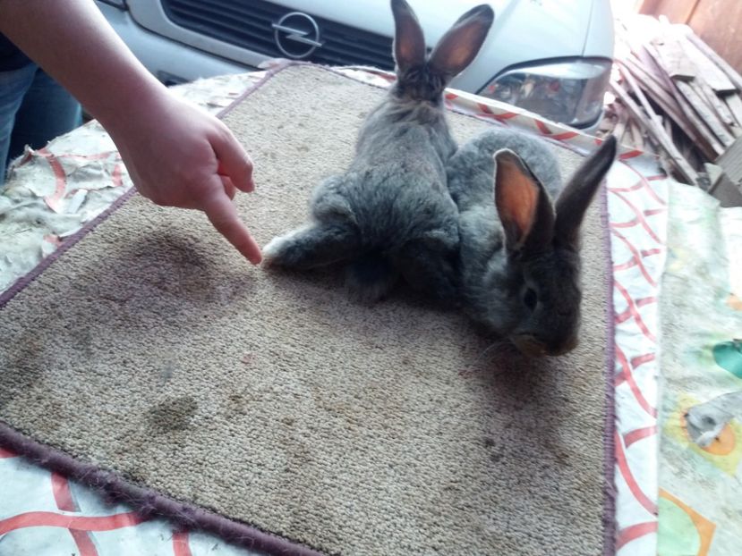 20170305_133336 (2) - anya 01- femela 01