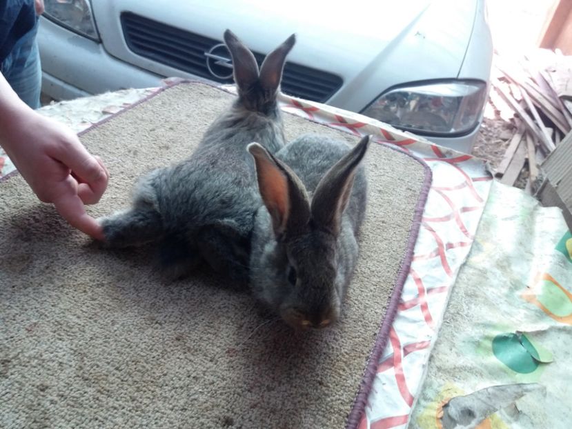 20170305_133337 (2) - anya 01- femela 01