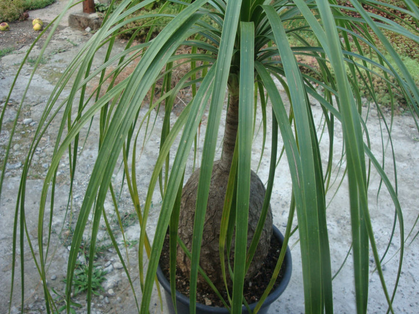 Beaucarnea recurvata Lem 1861. - Genul Beaucarnea