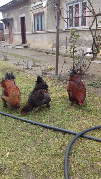  - Pasari productie proprie 2017