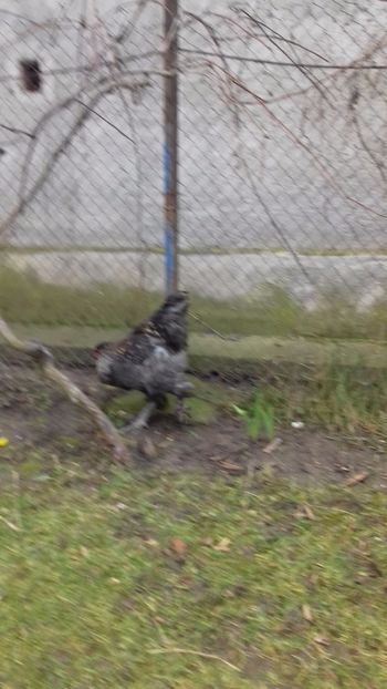  - Pasari productie proprie 2017