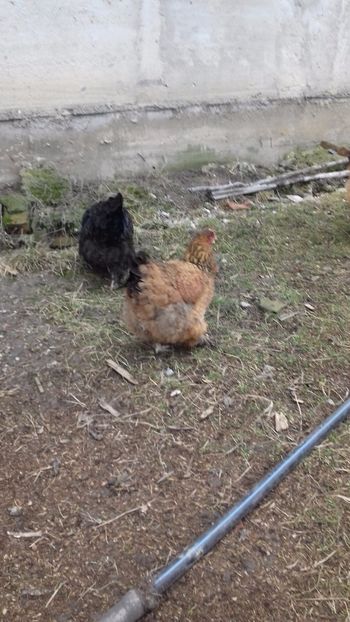  - Pasari productie proprie 2017