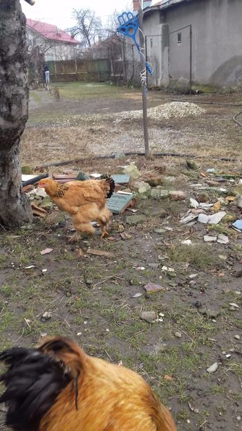  - Pasari productie proprie 2017