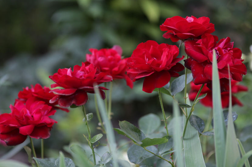 Lavaglut - 0 Top trandafiri floribunda