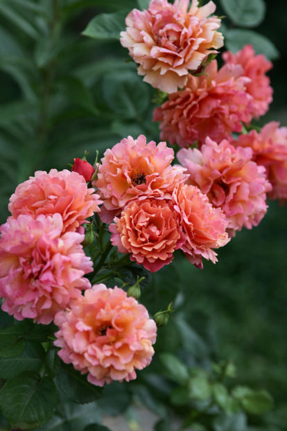 Easy Does It - 0 Top trandafiri floribunda