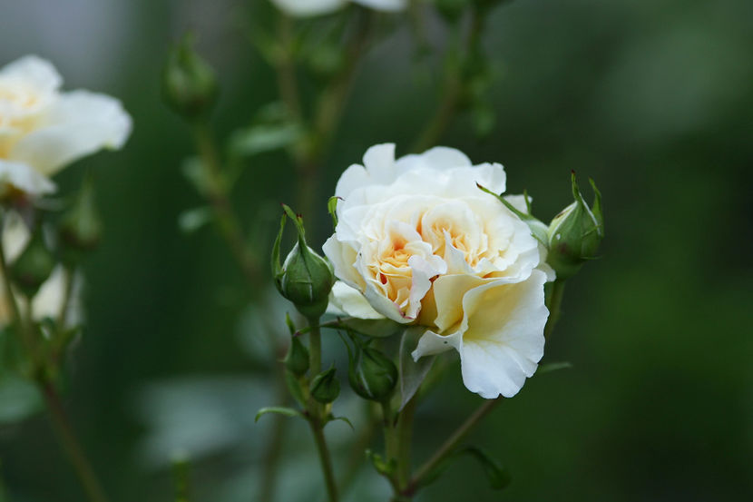 Comtessa - 0 Top trandafiri floribunda