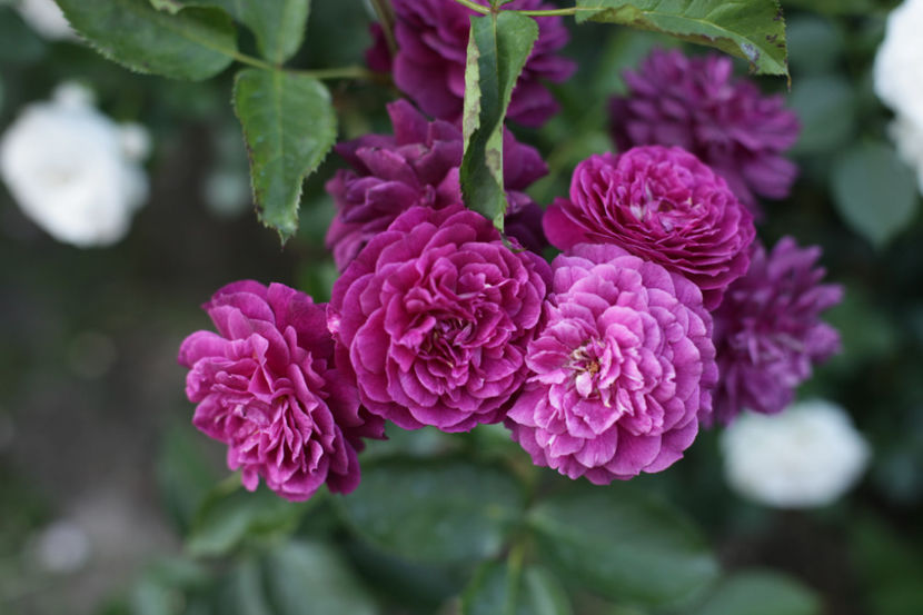 Ebb Tide - 0 Top trandafiri floribunda