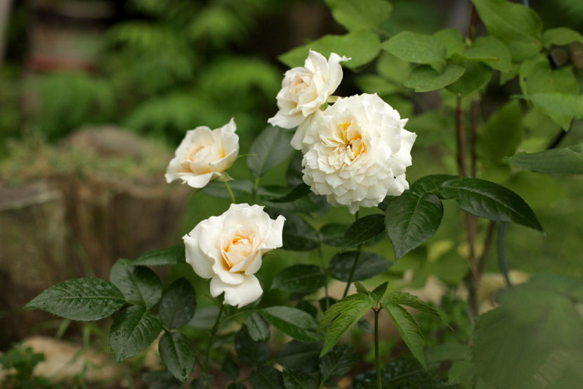 Nadine Xella Ricci - 0 Top trandafiri floribunda