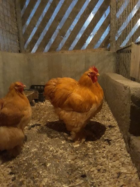  - Cochin galben 2018