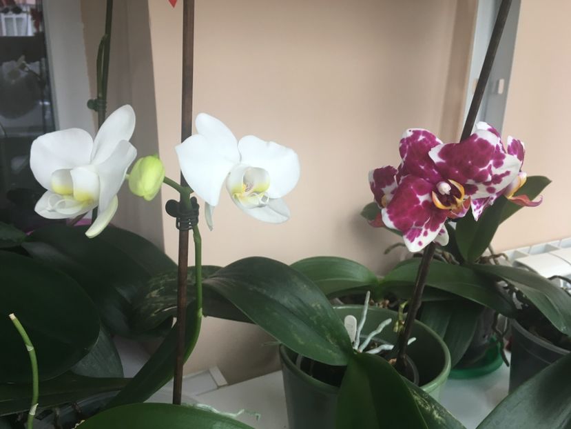 D3D3B570-82A9-4E97-9818-AD5703A5AE35 - Vanzare orhidee