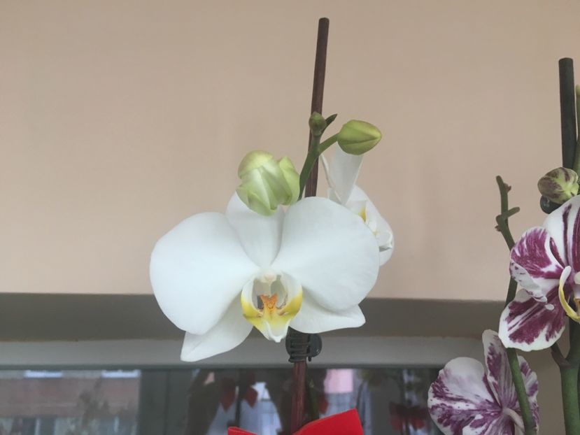 89661AB7-16DF-4A6B-A5E8-755DC32DA165 - Vanzare orhidee