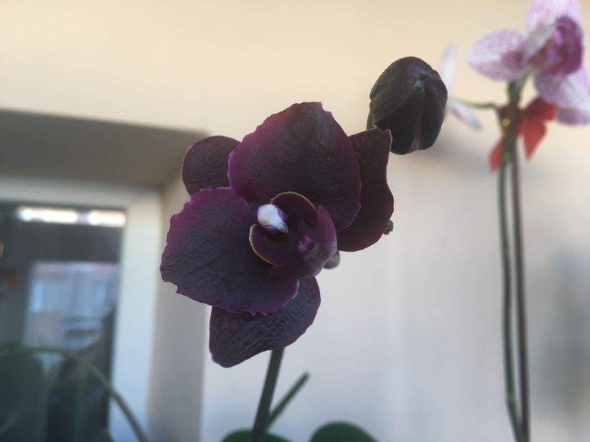 F92F2FE2-7E93-446E-A543-281B80BA0153 - Vanzare orhidee