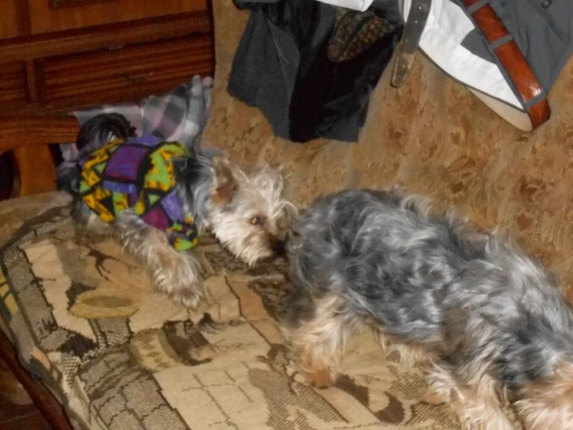  - animalutele mele