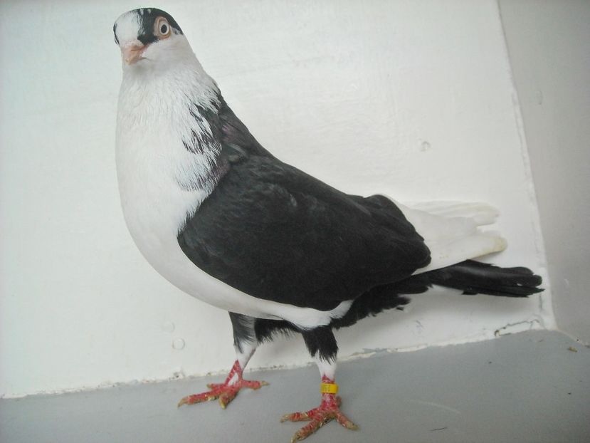  - jucatori de galati pe negru