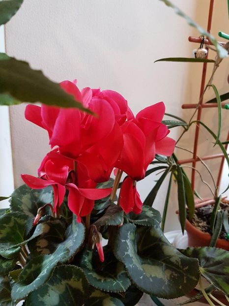 thumbnail (35) - Ciclame 2017