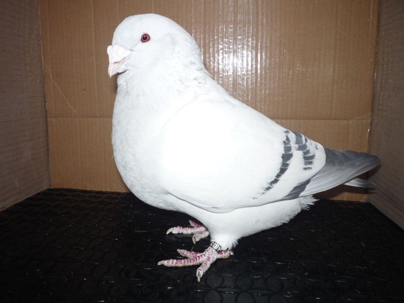 4-MASCUL 2016  P1130632 - 000-SEZON 2018