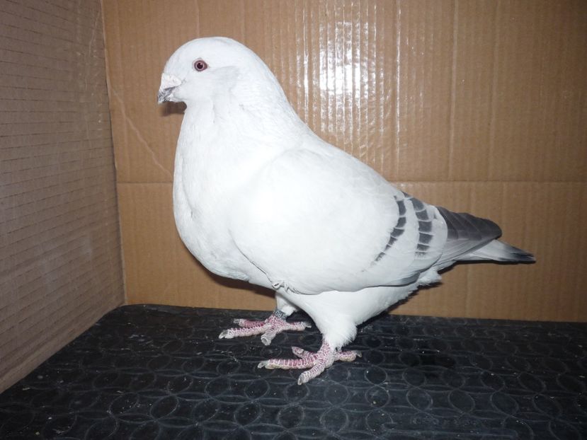 5-MASCUL 2016  P1130549 - 000-SEZON 2018