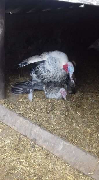 A inceput  calcatul - Curci matca 2018